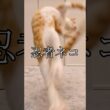 【第16話】片目が潰れた子猫、おもちゃで遊ぶ　　　 #子猫 #子ネコ #保護猫
