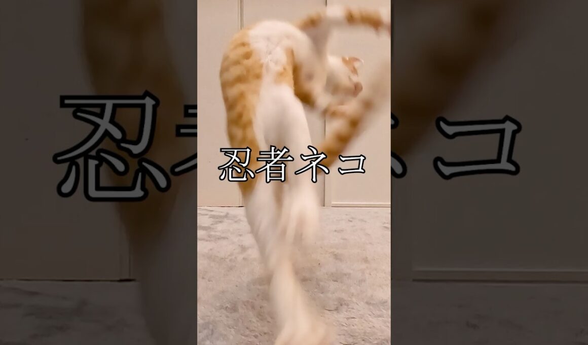 【第16話】片目が潰れた子猫、おもちゃで遊ぶ　　　 #子猫 #子ネコ #保護猫
