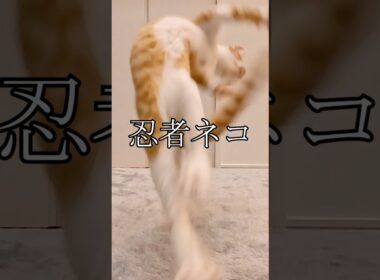 【第16話】片目が潰れた子猫、おもちゃで遊ぶ　　　 #子猫 #子ネコ #保護猫