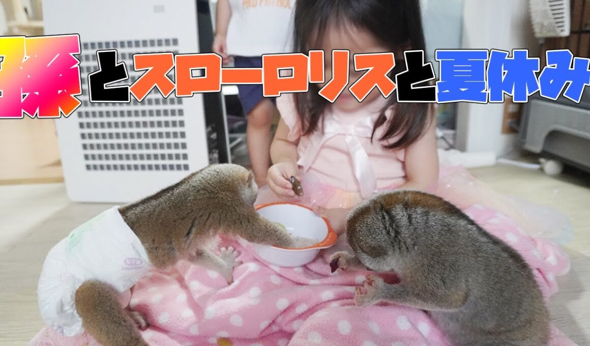 スローロリスと過ごす夏休み（孫編）【こじ＆りん＆孫子＆孫太郎】