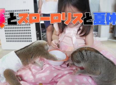 スローロリスと過ごす夏休み（孫編）【こじ＆りん＆孫子＆孫太郎】
