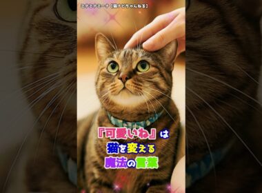 『可愛いね』は猫を変える魔法の言葉 #保護猫 #猫のいる暮らし #ねこ