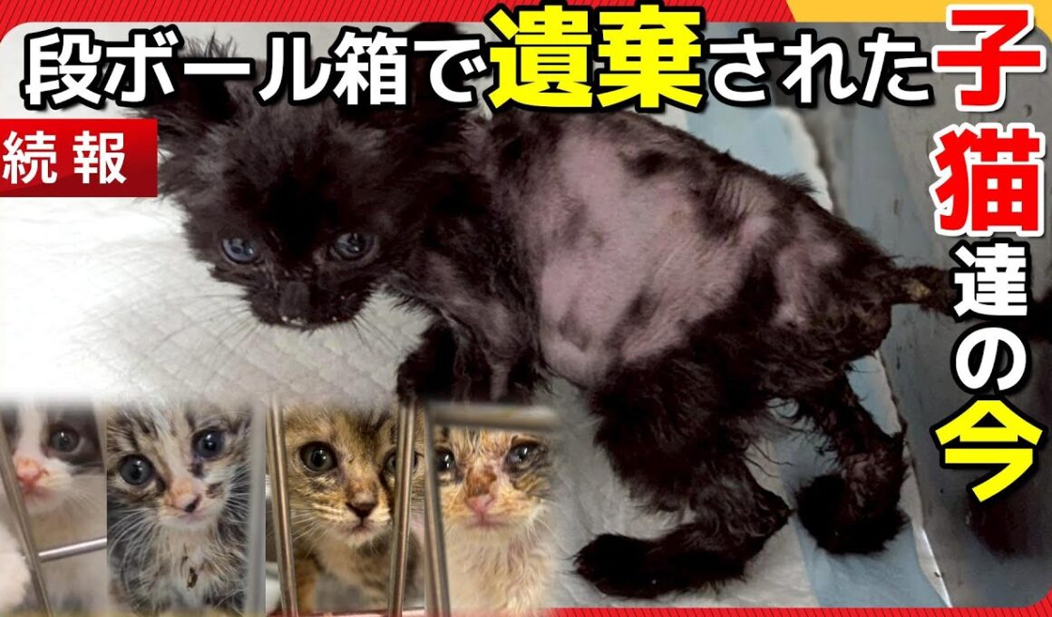 【神戸保護猫】段ボールで捨てられた子猫たちの今