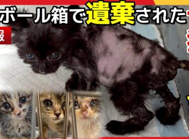 【神戸保護猫】段ボールで捨てられた子猫たちの今