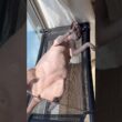お昼寝する姿が豪快な毛のない猫【スフィンクス】
