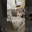 大好きなシンガプーラの子猫#好きな子猫 #shorts #ねこ