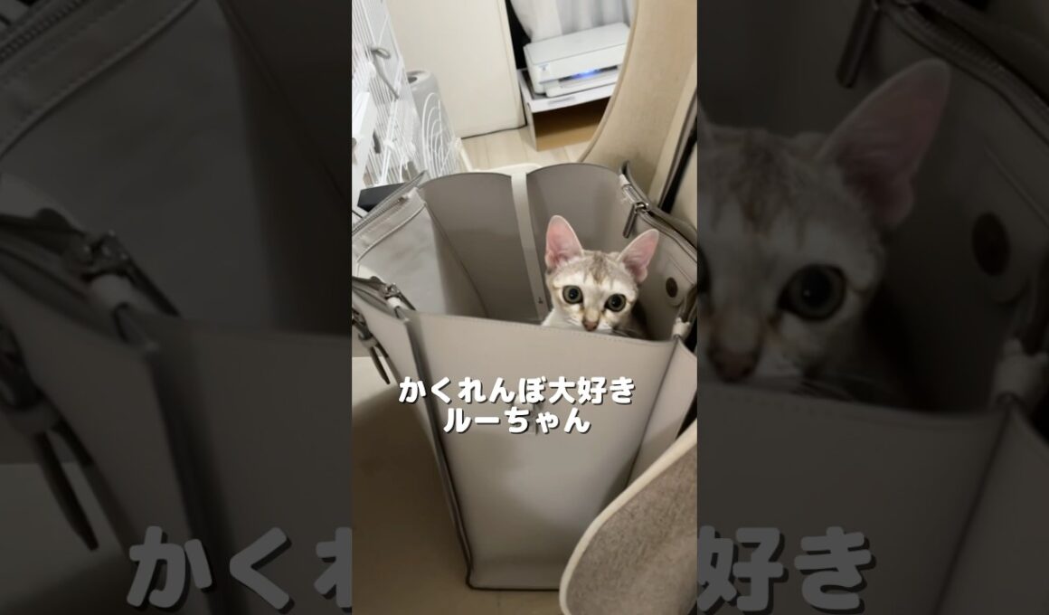 大好きなシンガプーラの子猫#好きな子猫 #shorts #ねこ