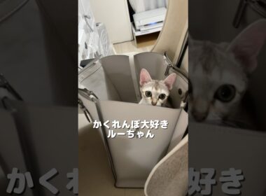 大好きなシンガプーラの子猫#好きな子猫 #shorts #ねこ