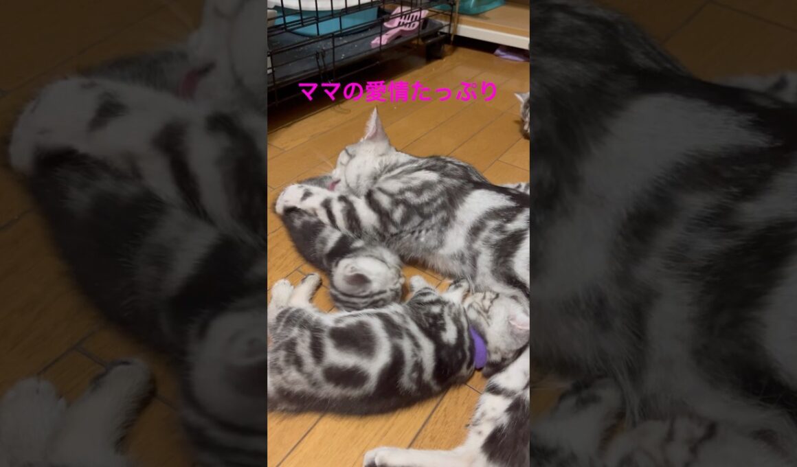 ママの愛情たっぷりのお世話#アメリカンショートヘア#アメショ#子猫#猫の日常#cat#cats