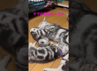ママの愛情たっぷりのお世話#アメリカンショートヘア#アメショ#子猫#猫の日常#cat#cats