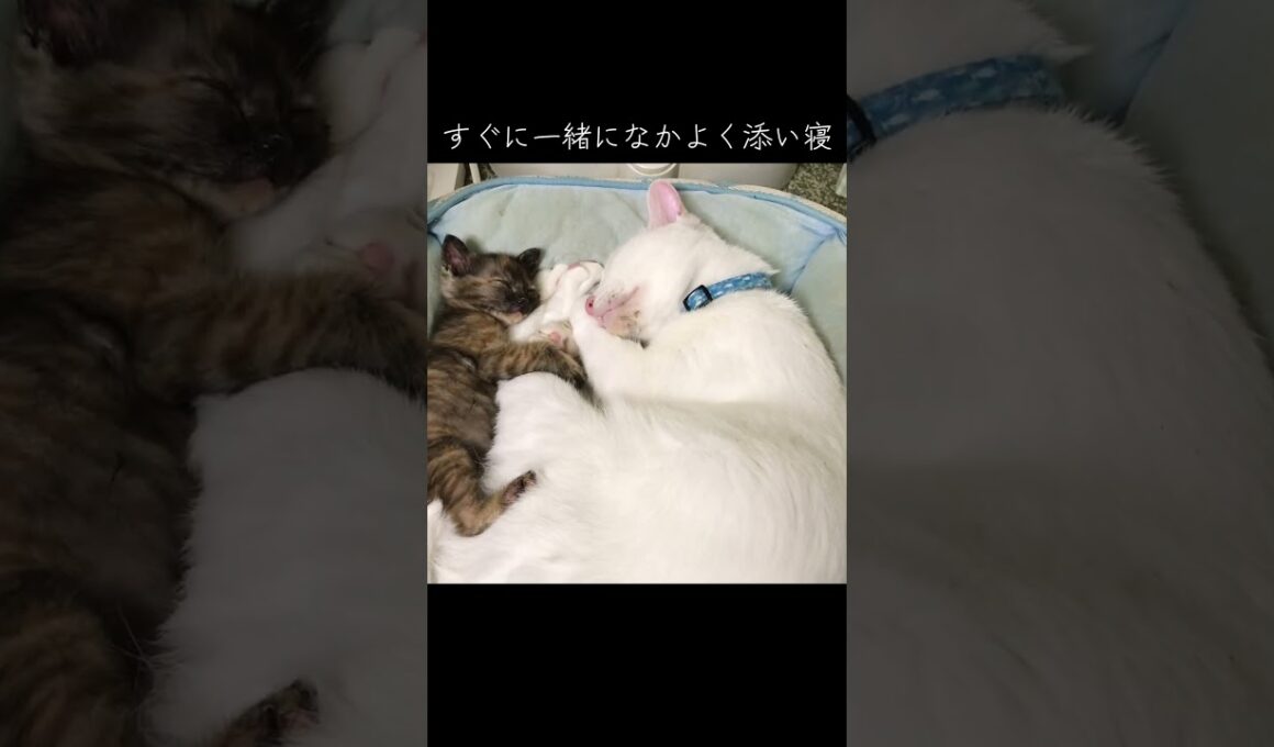 オス猫かあさんと預かり子猫の愛情たっぷりの場面 #cat  #猫  #ねこ  #保護猫 #cute #猫のいる暮らし #子猫 #shorts  #こねこ