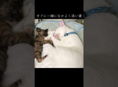 オス猫かあさんと預かり子猫の愛情たっぷりの場面 #cat  #猫  #ねこ  #保護猫 #cute #猫のいる暮らし #子猫 #shorts  #こねこ