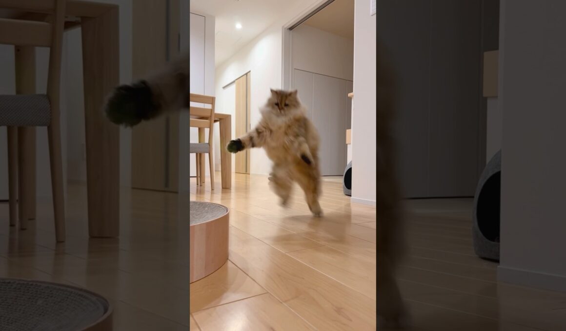 意外と跳べる猫 【サイベリアン】 #Shorts