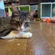 シャムの雫を、なでなでしてたら、ヤキモチ2匹。黒猫の黒夢は泣き、三毛猫ミックスは、キジシロの来夢に八つ当たり。それを見つめる冷静なキジシロのルル