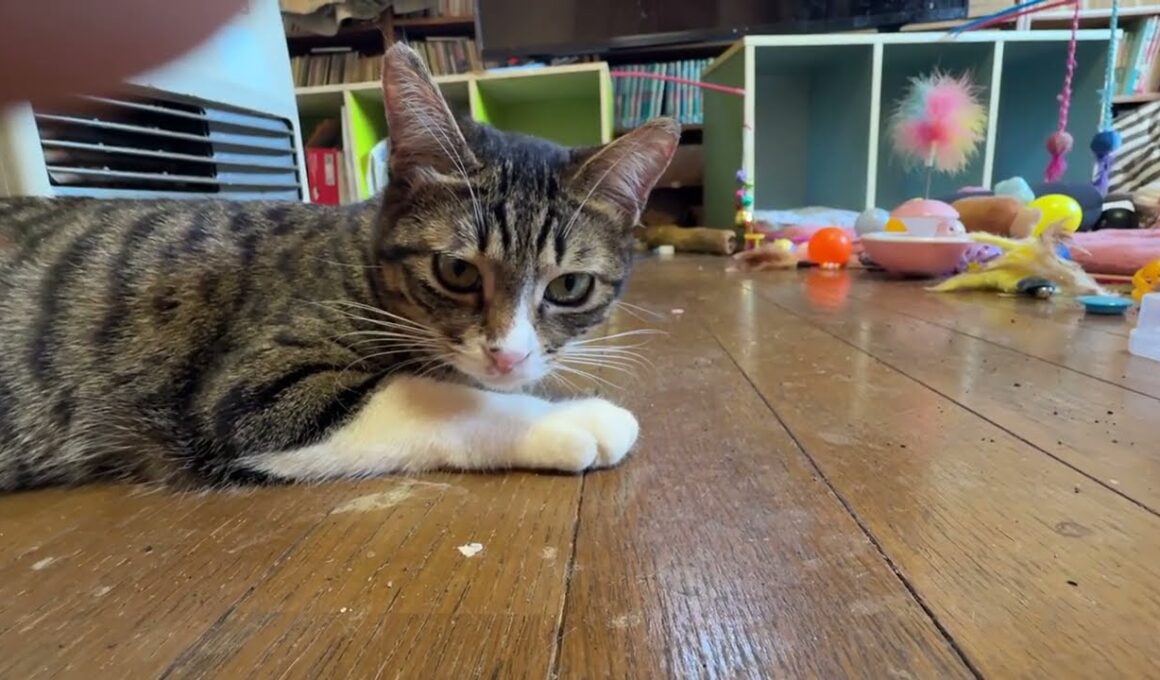 シャムの雫を、なでなでしてたら、ヤキモチ2匹。黒猫の黒夢は泣き、三毛猫ミックスは、キジシロの来夢に八つ当たり。それを見つめる冷静なキジシロのルル