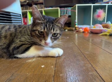 シャムの雫を、なでなでしてたら、ヤキモチ2匹。黒猫の黒夢は泣き、三毛猫ミックスは、キジシロの来夢に八つ当たり。それを見つめる冷静なキジシロのルル