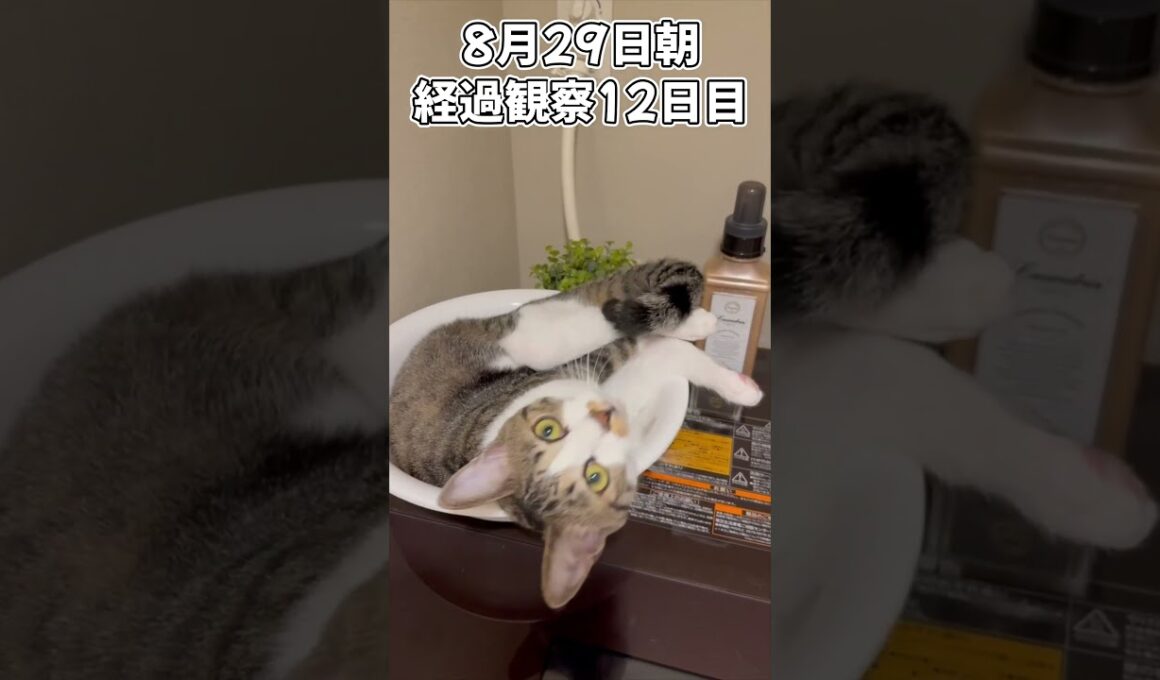 ハルのFIP闘病記 投薬治療終了! 経過観察12日目 #shorts #猫 #子猫