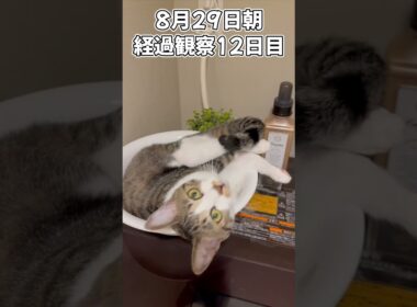 ハルのFIP闘病記 投薬治療終了! 経過観察12日目 #shorts #猫 #子猫