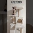 お手々ないないからのあくびをするシンガプーラ猫