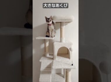 お手々ないないからのあくびをするシンガプーラ猫