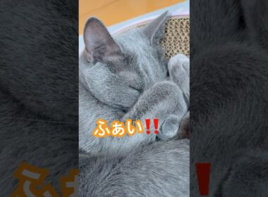 チラリズム❤️ #猫 #ロシアンブルー #shorts