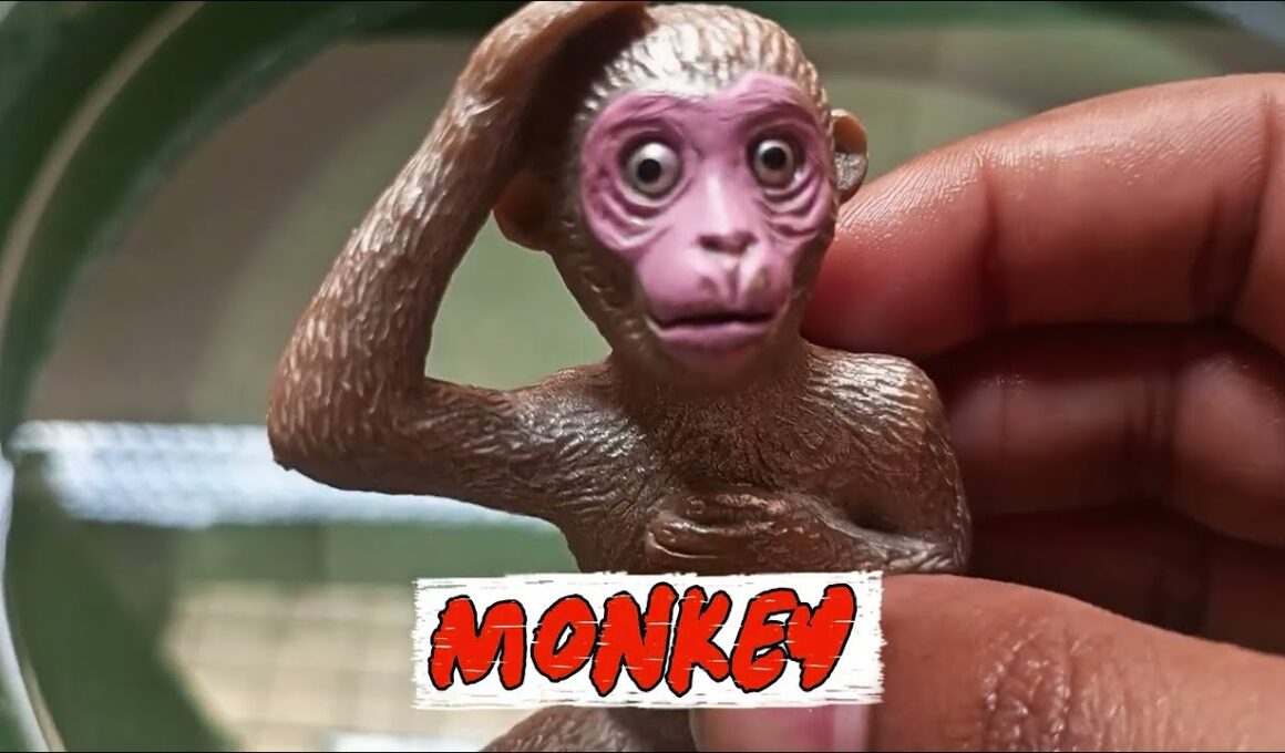 "Learn About Animal Behavior: Monkey Rhinocerose, Bengal Tigers, and Crab in a Water Tub"