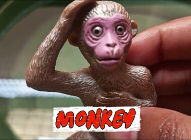 "Learn About Animal Behavior: Monkey Rhinocerose, Bengal Tigers, and Crab in a Water Tub"