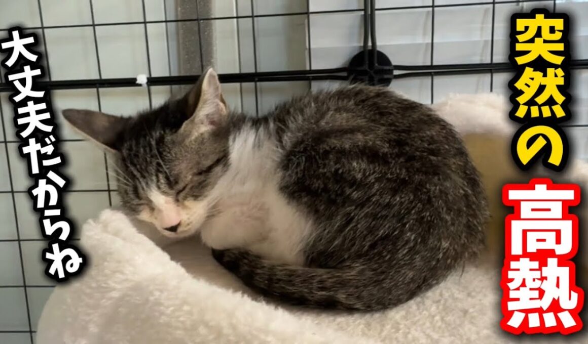 子猫が急に発熱しました。その診断結果は…