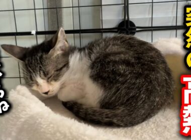 子猫が急に発熱しました。その診断結果は…