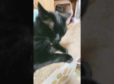 ポンちゃんかわいい！ブラッシングに声が出ちゃう