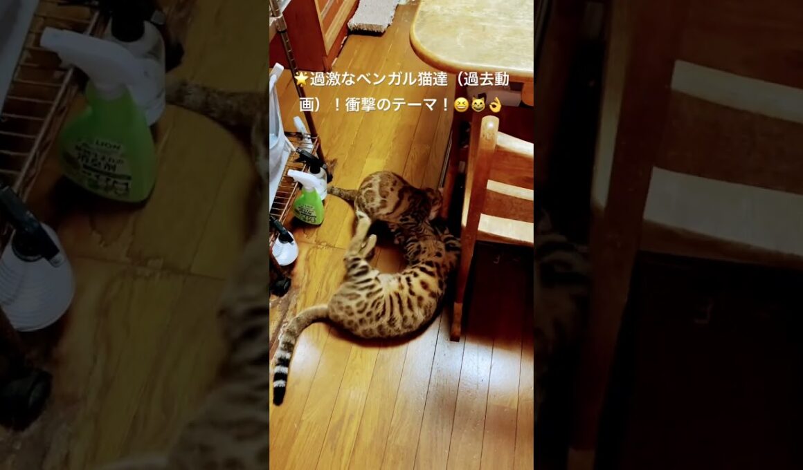 2025年9月15日🌟#ベンガル猫#ハルノくん#レオちゃん#つむぎちゃん#猫のいる暮らし#cat#short
