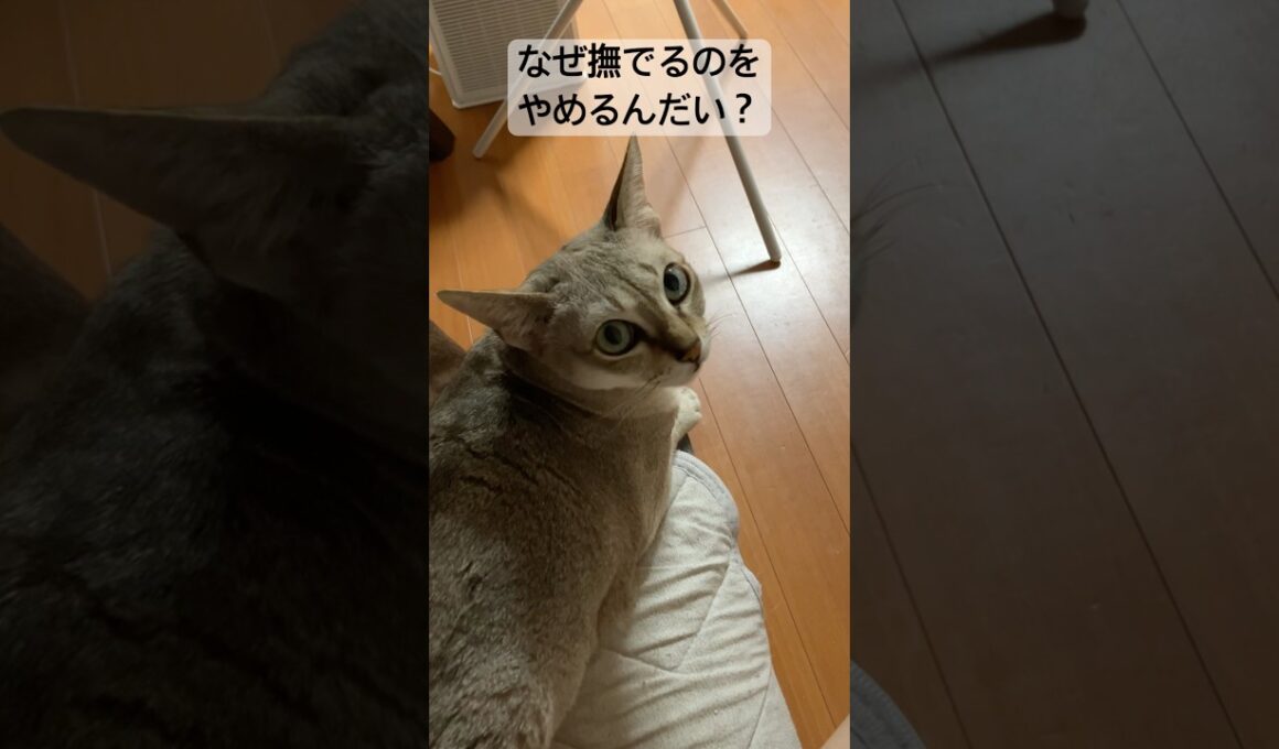 無言で訴えるシンガプーラ