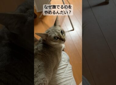 無言で訴えるシンガプーラ