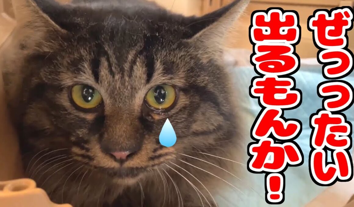 【帰省】今度は弟猫が籠城しました。一方、兄猫は探検に夢中(笑)。【スコティッシュフォールド＆保護猫】