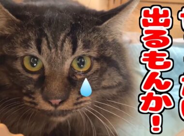 【帰省】今度は弟猫が籠城しました。一方、兄猫は探検に夢中(笑)。【スコティッシュフォールド＆保護猫】