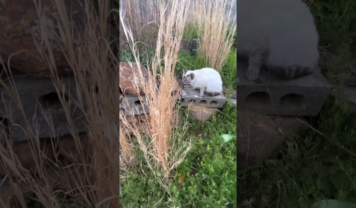 子猫がシャムっぽい猫に喧嘩をしかける。A kitten quarrels with a Siamese-like cat.