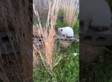 子猫がシャムっぽい猫に喧嘩をしかける。A kitten quarrels with a Siamese-like cat.