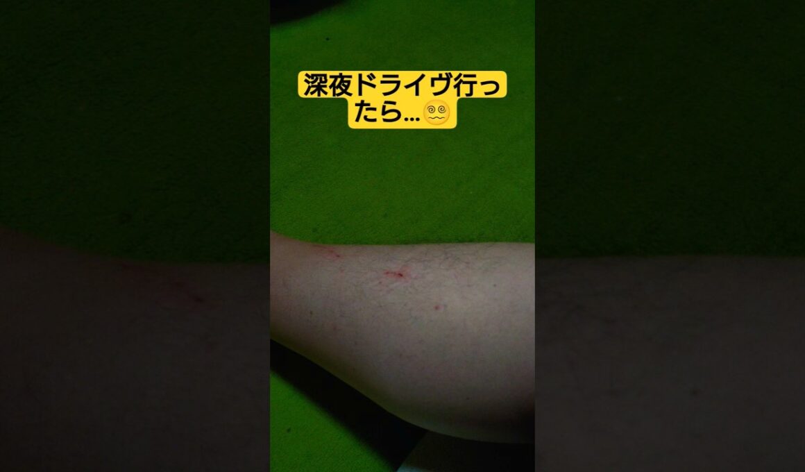 【深夜に閲覧注意警報】時雨がせがむので深夜ドライヴに出掛けたら…#cat #猫のいる暮らし #ねこ #ねこのいる生活