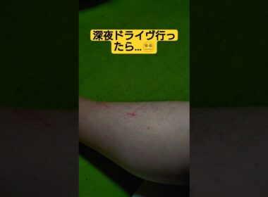 【深夜に閲覧注意警報】時雨がせがむので深夜ドライヴに出掛けたら…#cat #猫のいる暮らし #ねこ #ねこのいる生活