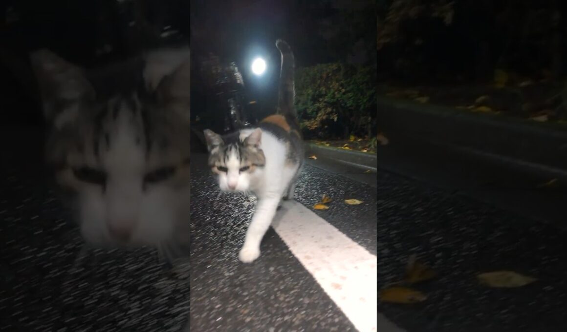 公園に捨てられ、ひとりで暮らす三毛猫