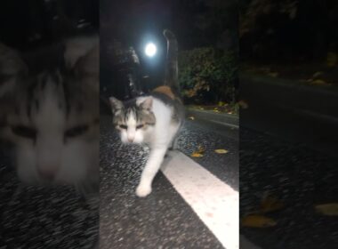 公園に捨てられ、ひとりで暮らす三毛猫