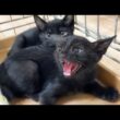 【保護2日目】警戒心MAXの保護子猫