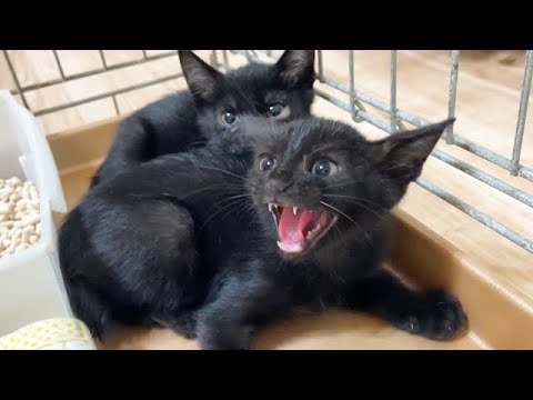 【保護2日目】警戒心MAXの保護子猫