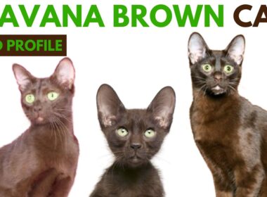 Havana Brown Cat Breed Profile History - Traits - Price - Havana Brown Cat Grooming Needs - Lifespan
