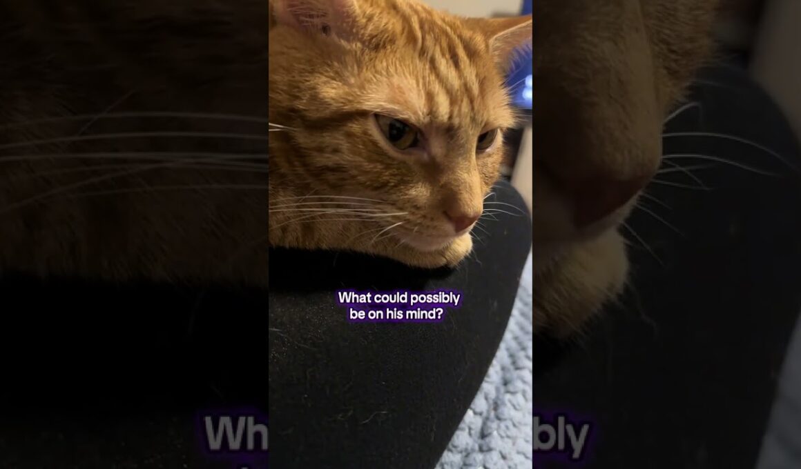 @letssmiletoday: He seems to have a lot on his mind. #cat #catlover #kitty