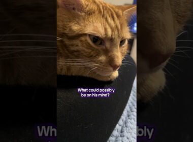 @letssmiletoday: He seems to have a lot on his mind. #cat #catlover #kitty