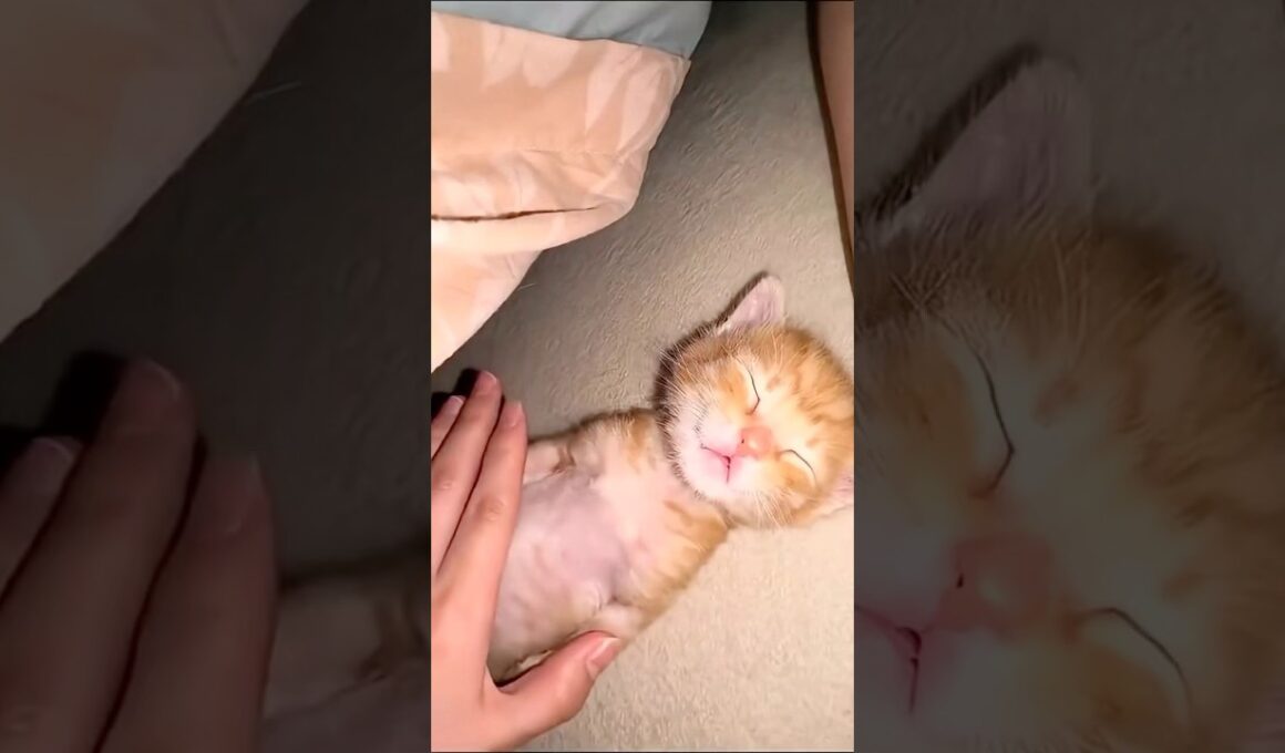 Sleepy Kitten Wakes Up Gently 🐾💤 #cat #kitten