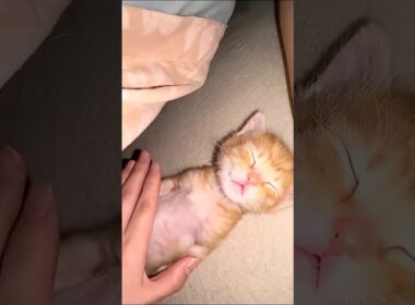 Sleepy Kitten Wakes Up Gently 🐾💤 #cat #kitten