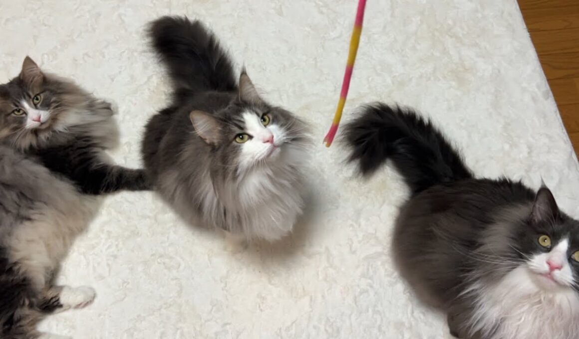 【もふ猫の生態】個性豊かな弟組の日常がかわいい🩷ノルウェージャンフォレストキャットとターキッシュアンゴラ