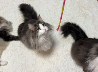 【もふ猫の生態】個性豊かな弟組の日常がかわいい🩷ノルウェージャンフォレストキャットとターキッシュアンゴラ